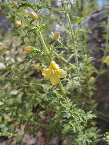 Image of Seymeria bipinnatisecta by (c) Sue Carnahan, some rights reserved (CC BY)