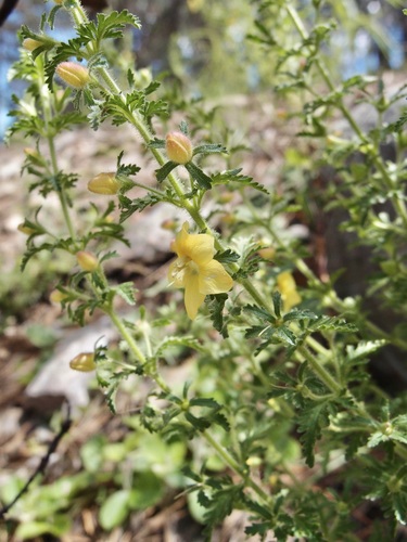 Image of Seymeria bipinnatisecta by (c) Sue Carnahan, some rights reserved (CC BY)