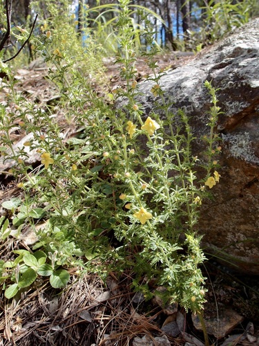 Image of Seymeria bipinnatisecta by (c) Sue Carnahan, some rights reserved (CC BY)