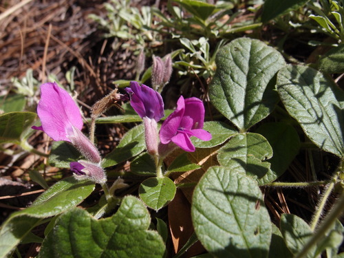 Image of Lemmon's Cologania (Cologania obovata) by (c) Sue Carnahan, some rights reserved (CC BY)