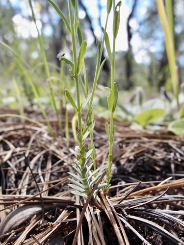 Image of New Mexico Yellow Flax (Linum neomexicanum) by (c) Sue Carnahan, some rights reserved (CC BY)