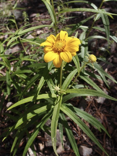 Image of Verbesina longifolia by (c) Sue Carnahan, some rights reserved (CC BY)