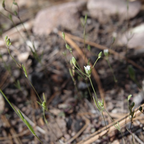 Image of Drymaria leptophylla by (c) Sue Carnahan, some rights reserved (CC BY)