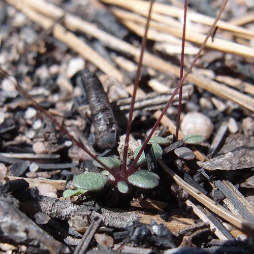 Image of Drymaria leptophylla by (c) Sue Carnahan, some rights reserved (CC BY)
