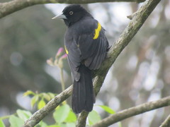 Cacicus chrysopterus