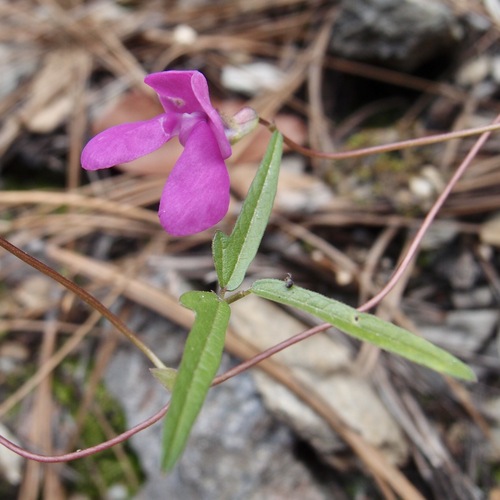 Pinos Altos Mountain bean (Phaseolus parvulus)