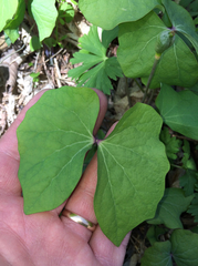 Jeffersonia diphylla