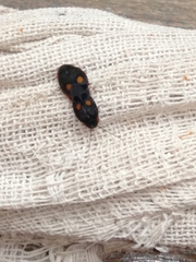 Euthyrrhapha pacifica