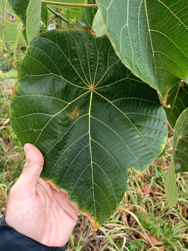 Macaranga tanarius