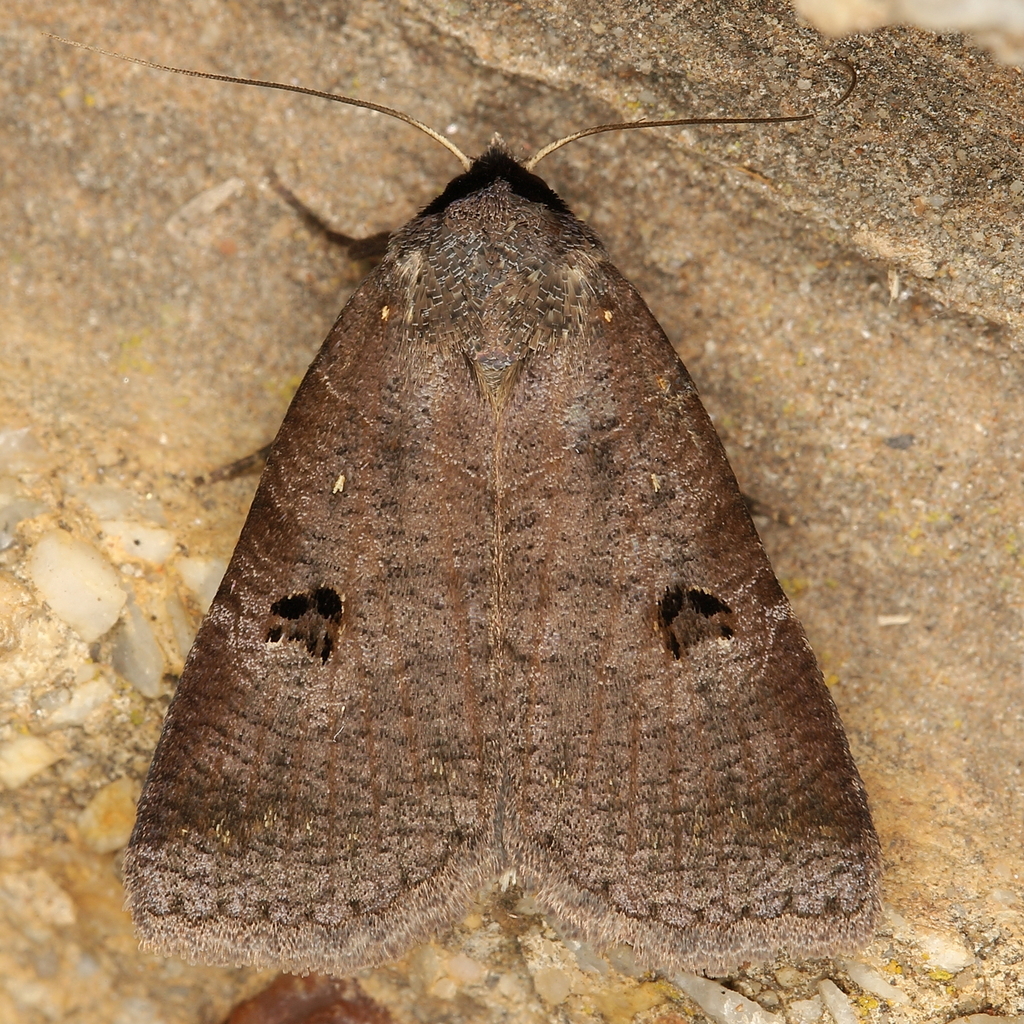 Lygephila salax