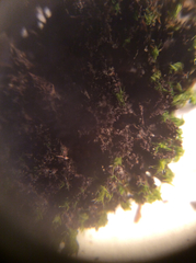 Scytinium lichenoides