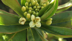 Ovidia andina, photograph Ariadna Tripaldi, CC BY, iNaturalist via GBIF
