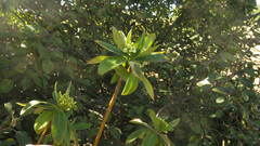 Ovidia andina, photograph Ariadna Tripaldi, CC BY, iNaturalist via GBIF