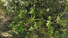 Ovidia andina, photograph Ariadna Tripaldi, CC BY, iNaturalist via GBIF