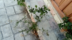 Cyanthillium cinereum