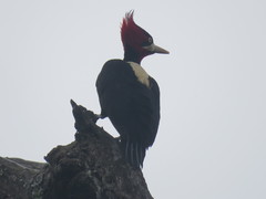 Campephilus leucopogon