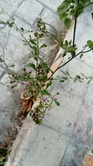 Cyanthillium cinereum