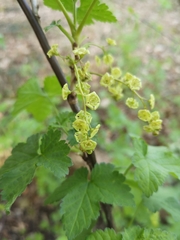 Ribes rubrum