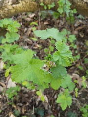 Ribes rubrum