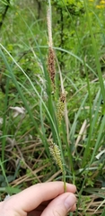 Carex hyalinolepis