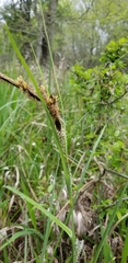 Carex hyalinolepis