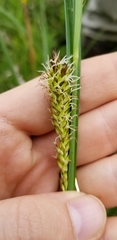 Carex hyalinolepis