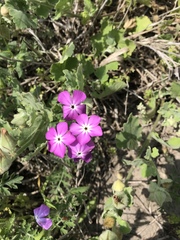 Phlox glabriflora
