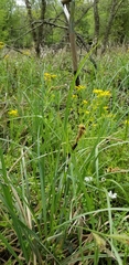 Carex hyalinolepis
