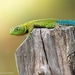 Guatemalan Emerald Spiny Lizard - Photo (c) Juan Ma Contortrix, some rights reserved (CC BY-NC), uploaded by Juan Ma Contortrix