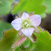 Veronica sublobata - Photo (c) Wolfgang Jauch, μερικά δικαιώματα διατηρούνται (CC BY), uploaded by Wolfgang Jauch