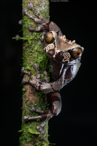 Coronated Tree Frog