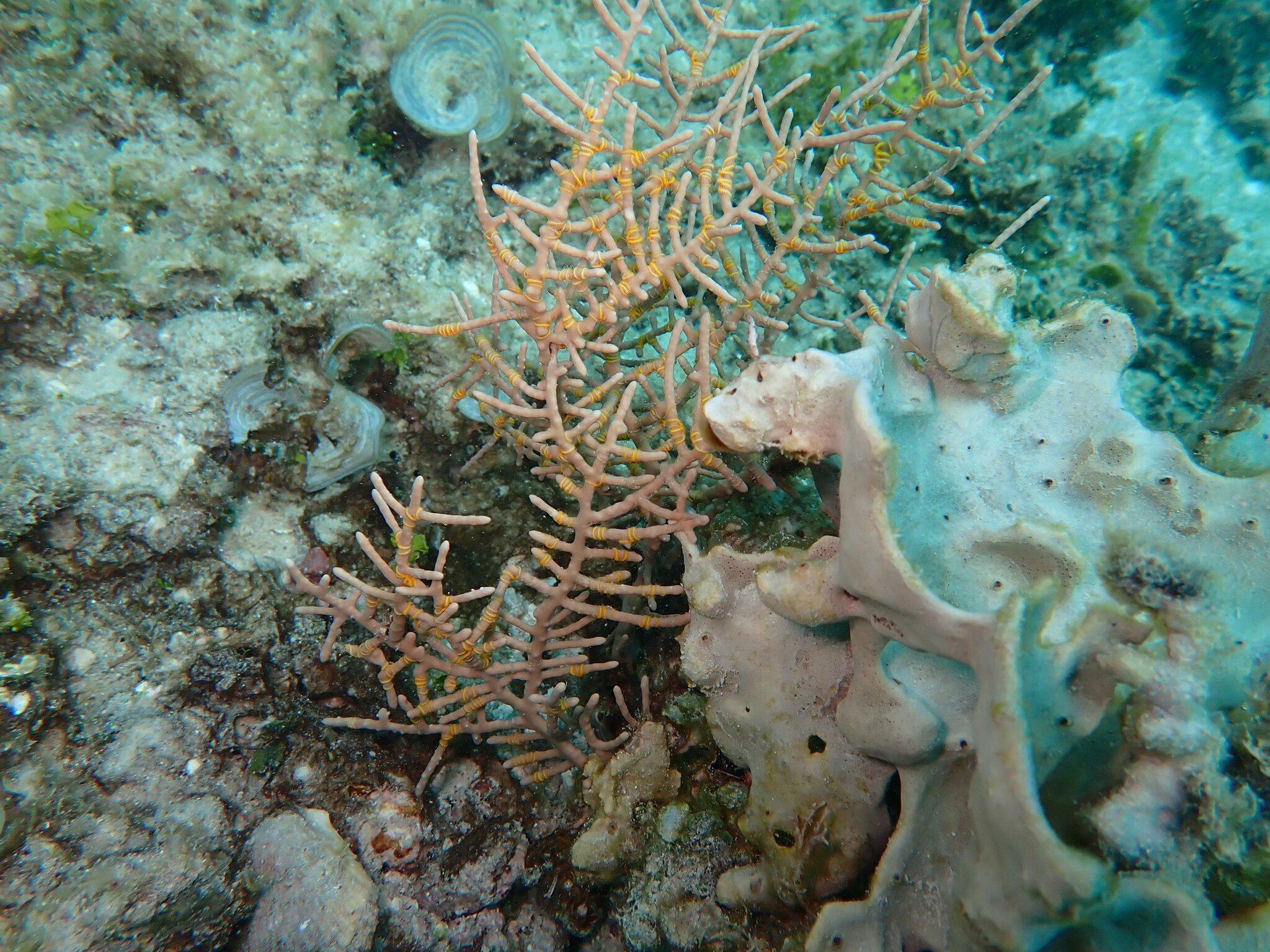Pinnigorgia flava (Nutting, 1910)