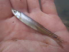 Notropis rubellus