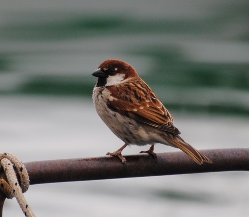Moineau cisalpin