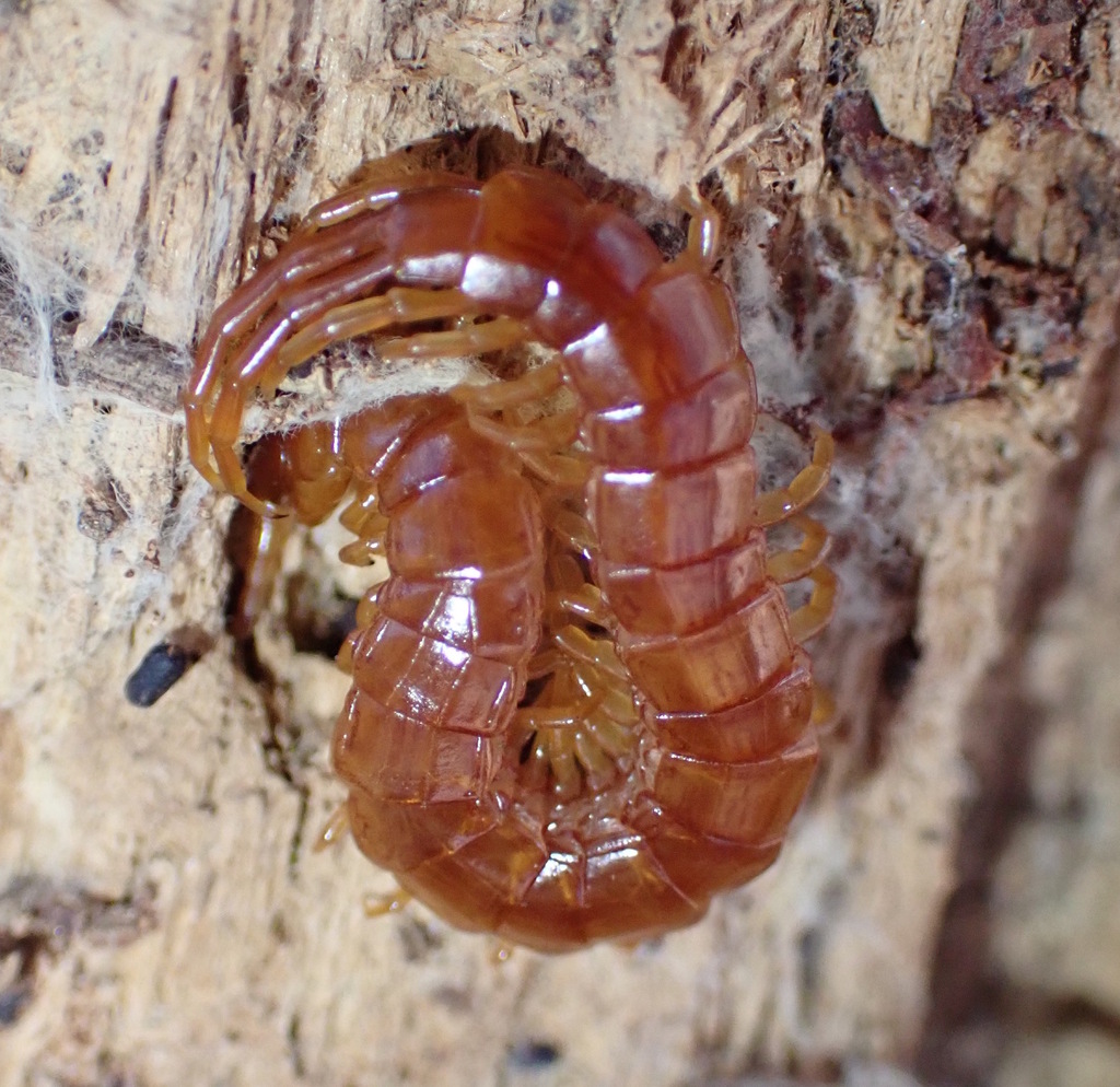 Western Fire Centipede from Cambria, CA, USA on November 23, 2023 at 12 ...