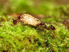 Aphaenogaster fulva