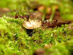 Aphaenogaster fulva