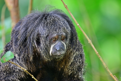Monk Saki (Pithecia monachus) — Least Concern Mammalia