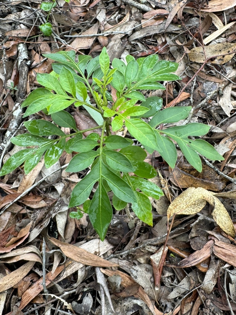 Brazilian Nightshade in November 2023 by cwelden_ecp · iNaturalist