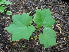 Jatropha curcas