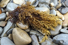 Cystoseira compressa