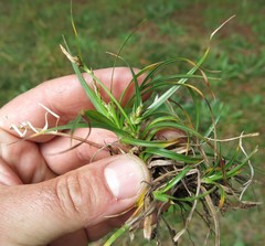 Carex rossii