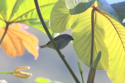 Jamaican Euphonia (Euphonia jamaica), photo 3
