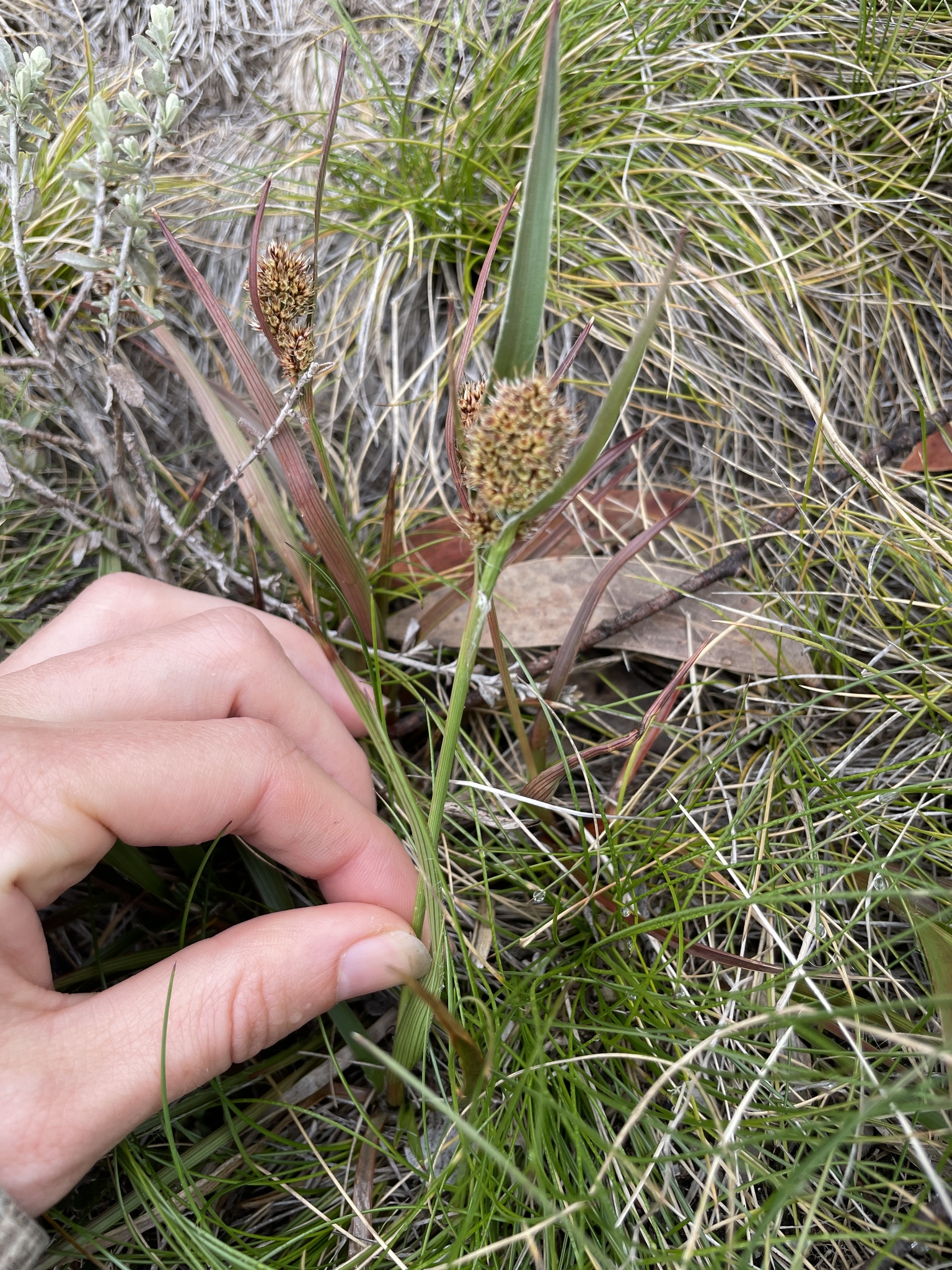 Luzula alpestris