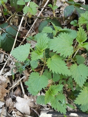Urtica dioica