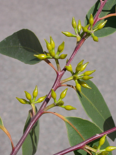 Eucalyptus pilularis