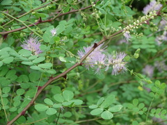 Mimosa spirocarpa