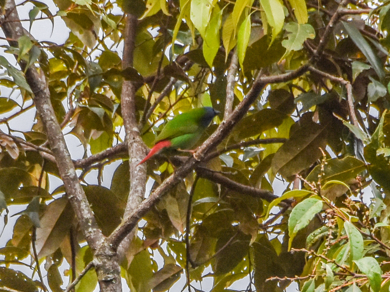 Blue-faced Parrotfinch (Erythrura trichroa), photo 8