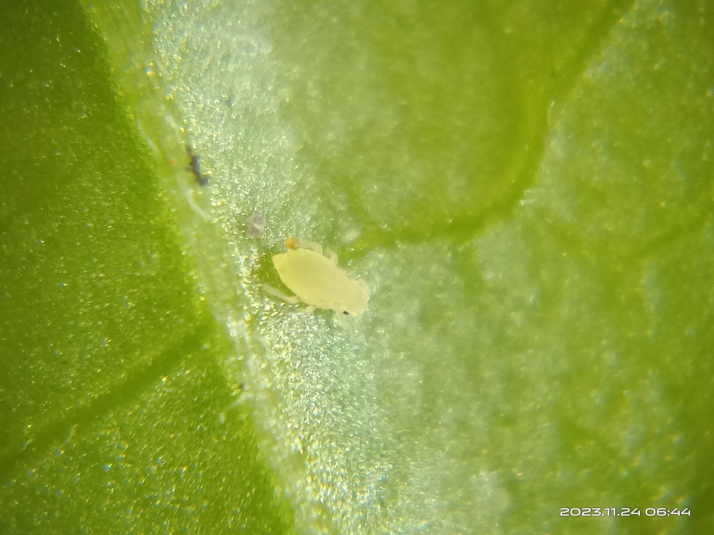 Aphidoidea from 830台灣高雄市鳳山區 on November 24, 2023 at 06:44 AM by 余世文 ...