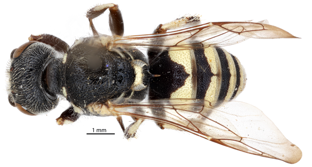 Oxybelus ventralis